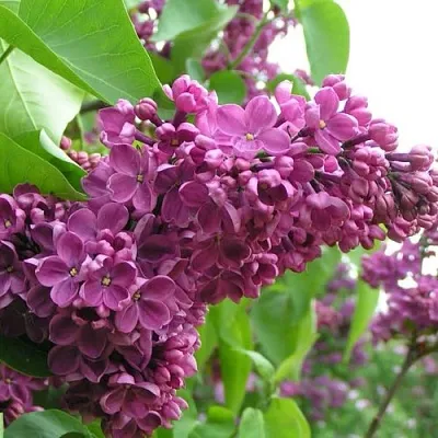 Сирень ДЕНЬ ПОБЕДЫ в Челябинске