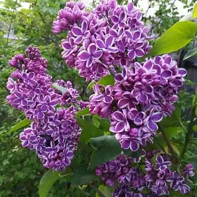 Сирень СЕНСАЦИЯ в Челябинске