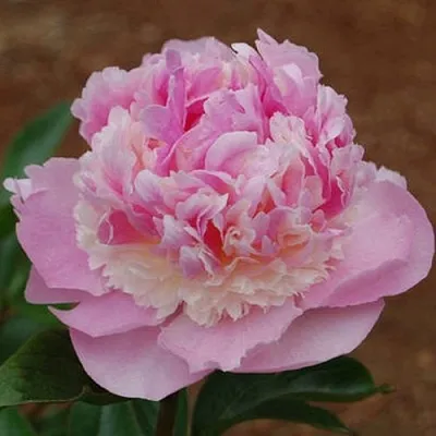 Пион ЭНДЖЕЛ ЧИКС травянистый  Пион ЭНДЖЕЛ ЧИКС травянистый в Челябинске