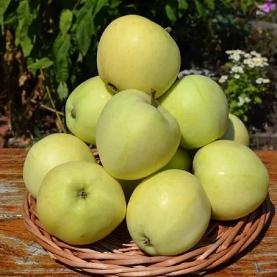 Яблоня ПАПИРОВКА  Яблоня ПАПИРОВКА в Челябинске