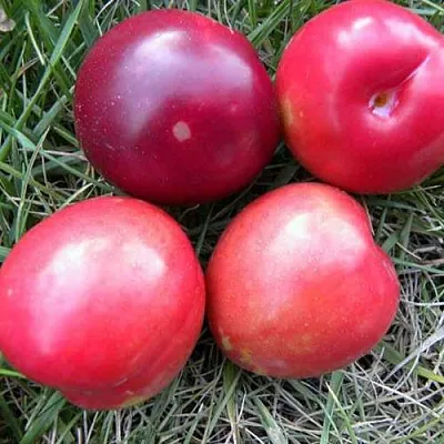 Плумкот БИРИКОККОЛО НОСТРАНО  Плумкот БИРИКОККОЛО НОСТРАНО в Челябинске