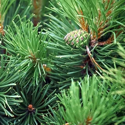 Сосна  Сосна в Челябинске