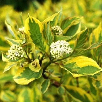 Дерен в Челябинске