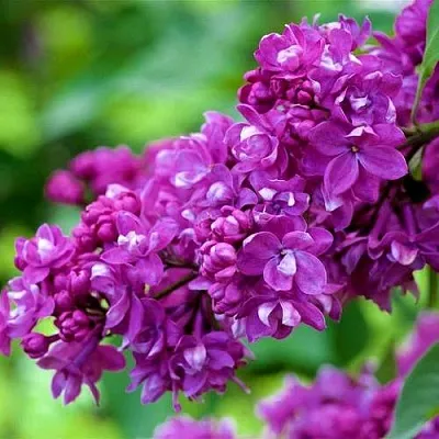 Сирень ОГНИ ДОНБАССА в Челябинске