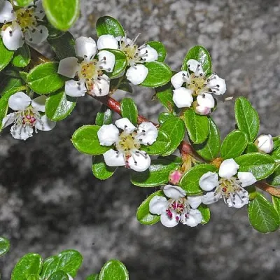 Кизильник ТАНГСТЕДТ горизонтальный  в Челябинске