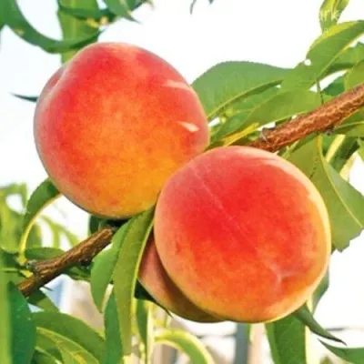 Персик ОНТАРИО в Челябинске