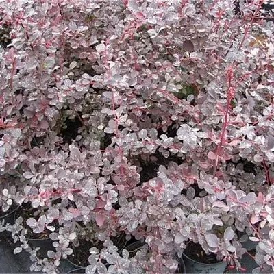 Барбарис СИЛЬВЕР МИЛЕС оттавский   Барбарис СИЛЬВЕР МИЛЕС оттавский  в Челябинске