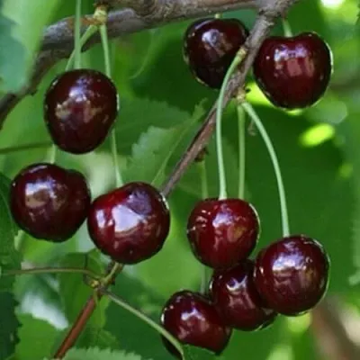 Черешня НАРОДНАЯ в Челябинске