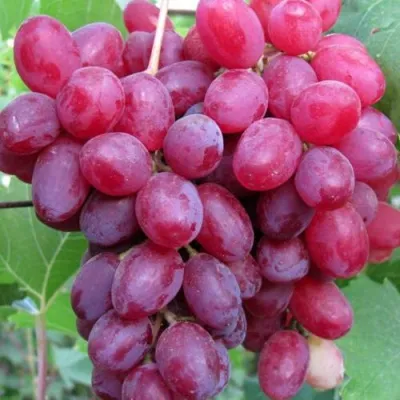 Виноград КИШМИШ ВЕЛЕС в Челябинске