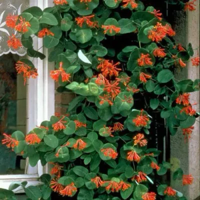 Жимолость ДРОМПОР СКАРЛЕТТ брауна в Челябинске