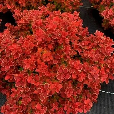 Барбарис РЕД ХОТ ЧИЛИ тунберга  Барбарис РЕД ХОТ ЧИЛИ тунберга в Челябинске