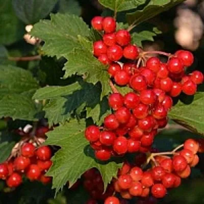 Калина  Калина в Челябинске