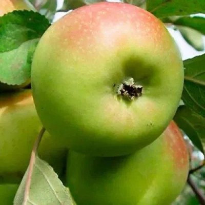 Яблоня БРАТ ЧУДНОГО стелющаяся — описание сорта Яблоня БРАТ ЧУДНОГО стелющаяся в Челябинске