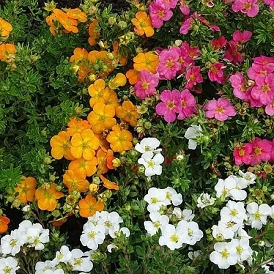 Лапчатка в Челябинске