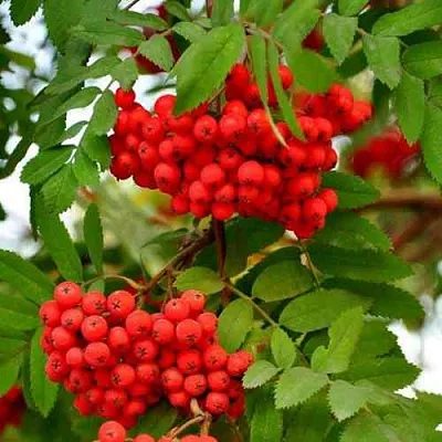 Рябина ОБЫКНОВЕННАЯ  Рябина ОБЫКНОВЕННАЯ в Челябинске