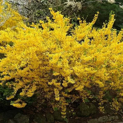 Форзиция ГОЛДЗАУБЕР средняя в Челябинске