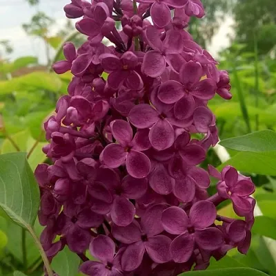 Сирень ИНДИЯ в Челябинске