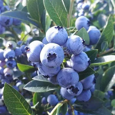 саженцы голубики саженцы голубики