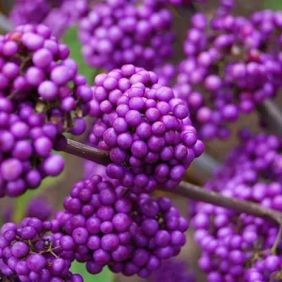 Красивоплодник в Челябинске