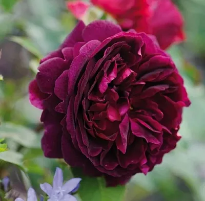 Саженцы роз МАНСТЕД ВУД английская  Саженцы роз МАНСТЕД ВУД английская в Челябинске