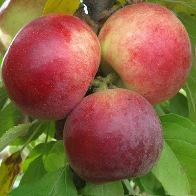 Яблоня БАЛЕРИНА ФЛАМЕНКО колонновидная в Челябинске