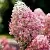 Гортензия РОЯЛ ФЛОВЕР метельчатая в Челябинске