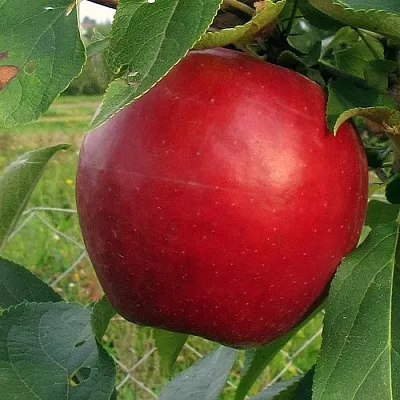 Яблоня РЕДФРИ  Яблоня РЕДФРИ в Челябинске