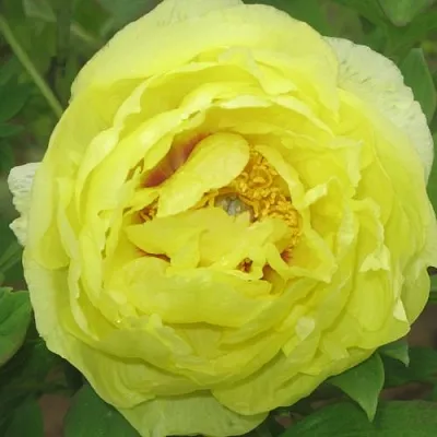 Пион ЗОЛОТО ПОДНЕБЕСНОЙ древовидный  Пион ЗОЛОТО ПОДНЕБЕСНОЙ древовидный в Челябинске