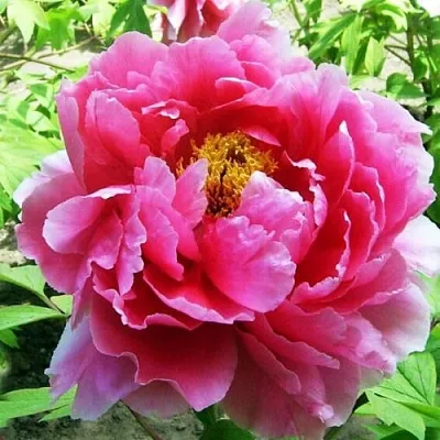 Пион ВОСХОД СОЛНЦА древовидный  Пион ВОСХОД СОЛНЦА древовидный в Челябинске