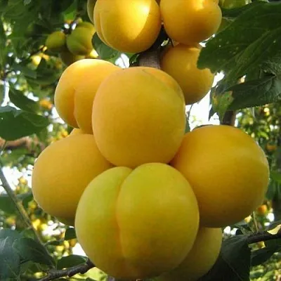 Слива ЛОДВА в Челябинске