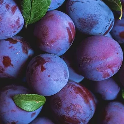 Слива  Слива в Челябинске