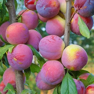 Слива КОЛОННОВИДНАЯ  Слива КОЛОННОВИДНАЯ в Челябинске