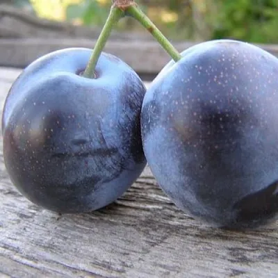 Слива БЛЮФРИ в Челябинске