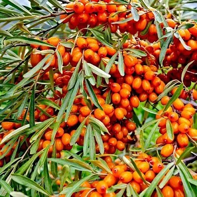 Облепиха ДЖЕМОВАЯ  Облепиха ДЖЕМОВАЯ в Челябинске