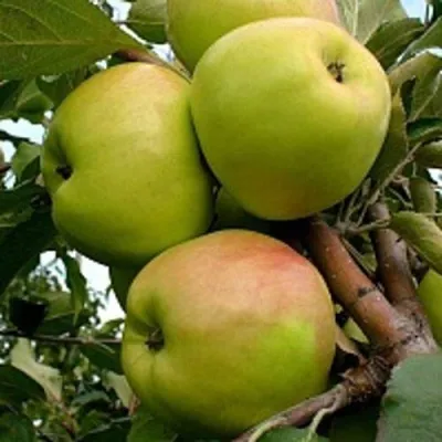 Яблоня БРАТ ЧУДНОГО стелющаяся — описание сорта Яблоня БРАТ ЧУДНОГО стелющаяся в Челябинске