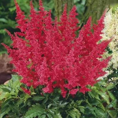 Астильба МОНТГОМЕРИ японская в Челябинске