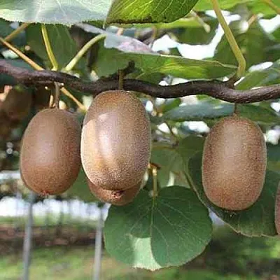 Актинидия ЗАКАРПАТЬЕ деликатесная  Актинидия ЗАКАРПАТЬЕ деликатесная в Челябинске