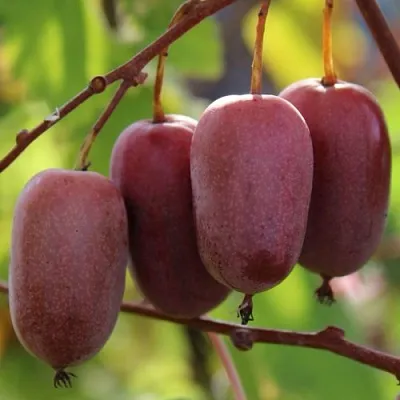 Актинидия ПУРПУРНО САДОВАЯ  аргута  Актинидия ПУРПУРНО САДОВАЯ  аргута в Челябинске