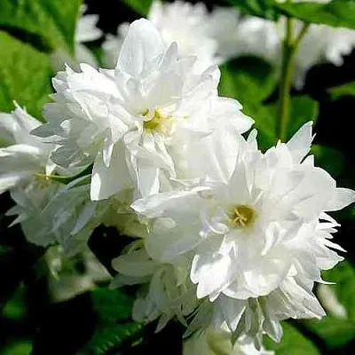 Жасмин ДАМ БЛАНШ  Жасмин ДАМ БЛАНШ в Челябинске