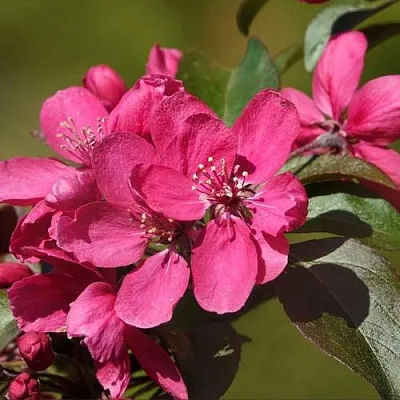Яблоня НЕДЗВЕЦКОГО  Яблоня НЕДЗВЕЦКОГО в Челябинске