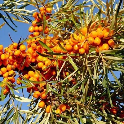 Облепиха ДАР МГУ  Облепиха ДАР МГУ в Челябинске