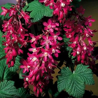 Смородина кроваво-красная  Смородина кроваво-красная в Челябинске