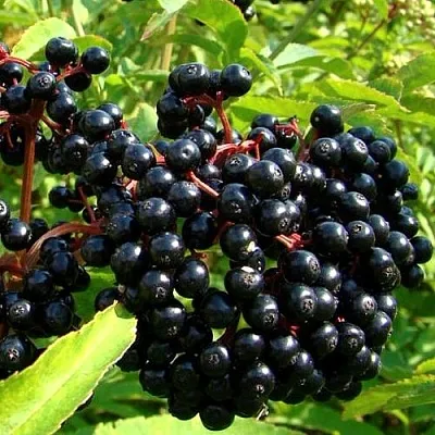 Бузина  Бузина в Челябинске