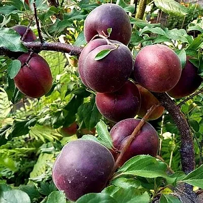 Шарафуга БЕЛЛА РОЯЛЬ  Шарафуга БЕЛЛА РОЯЛЬ в Челябинске