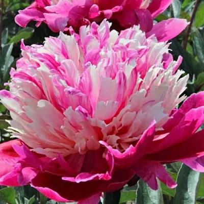 Пион ДЕЙДРИМ травянистый  Пион ДЕЙДРИМ травянистый в Челябинске