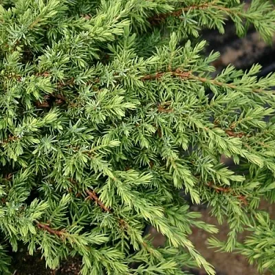 Можжевельник  Можжевельник в Челябинске