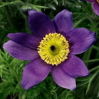 Прострел ПИНВИЛ БЛЮ ШЕЙДЕС в Челябинске