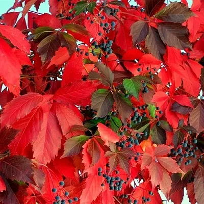 Девичий виноград в Челябинске