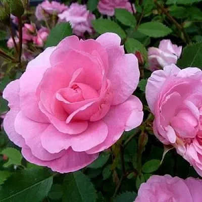 Саженцы роз ДЖОН ДЭВИС плетистая  Саженцы роз ДЖОН ДЭВИС плетистая в Челябинске