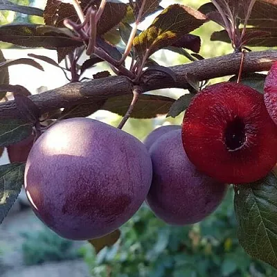 Слива ПАННА  в Челябинске